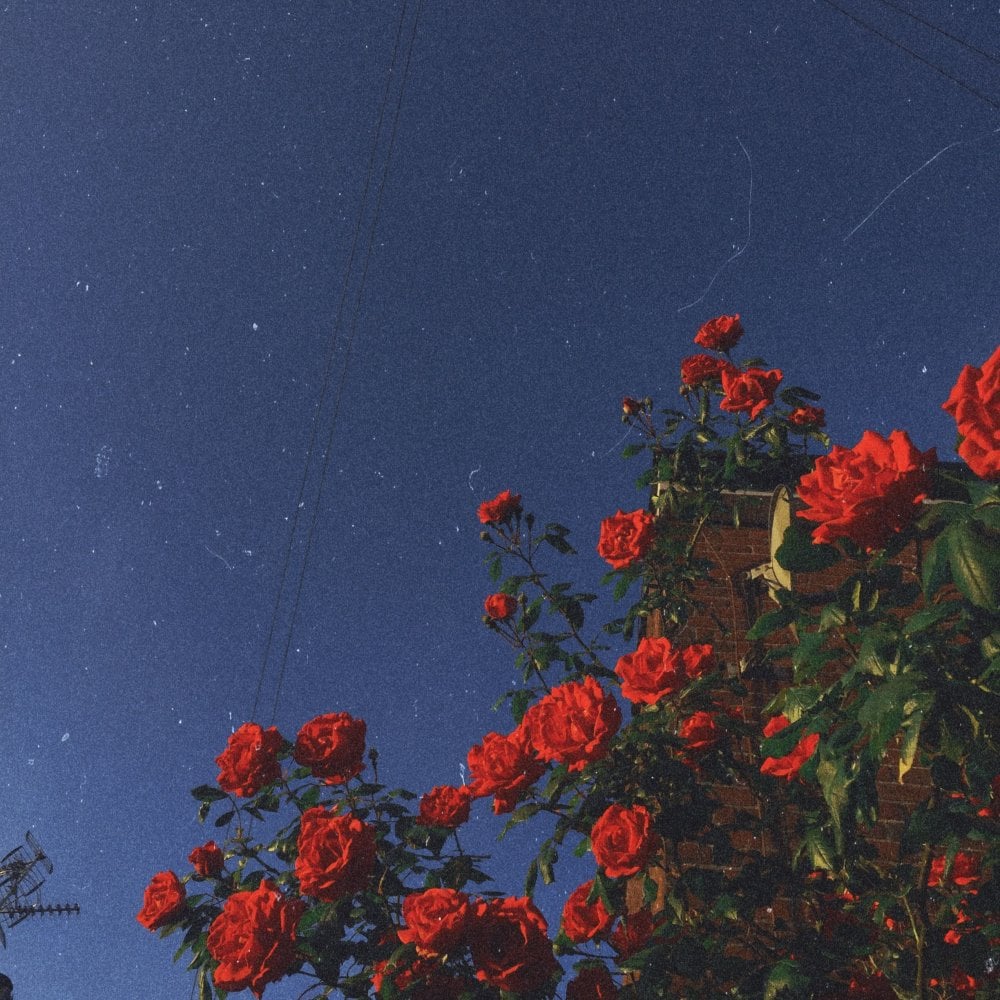 Aestheticsgirl